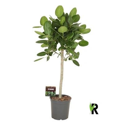 Ficus benghalensis Audrey - Img 5