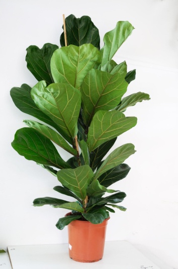 Ficus lyrata - Img 2