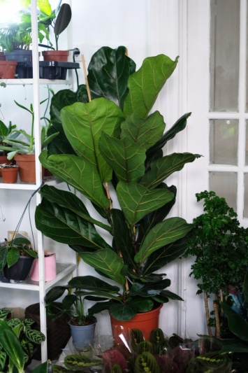 Ficus lyrata - Img 5