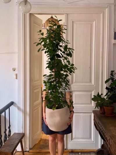 Ficus Moclame - Img 4