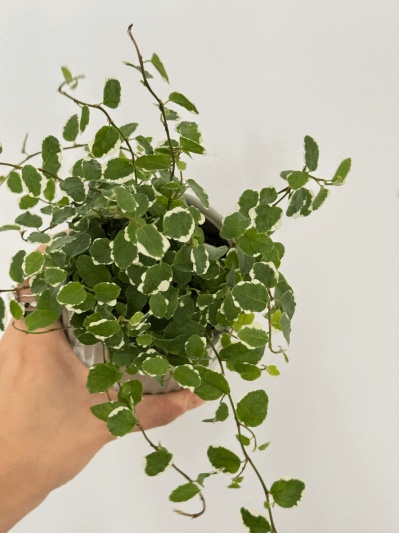 Ficus pumila - Img 4