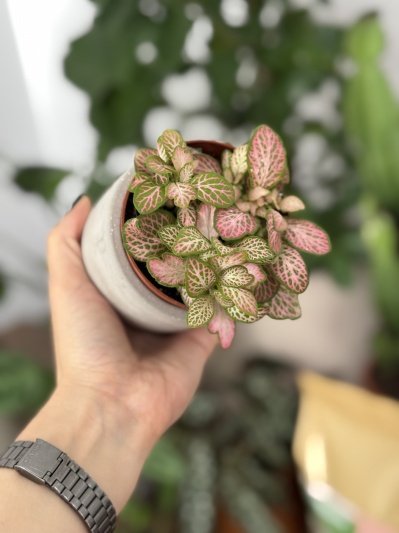 Fittonia Pink Ruby - Img 4