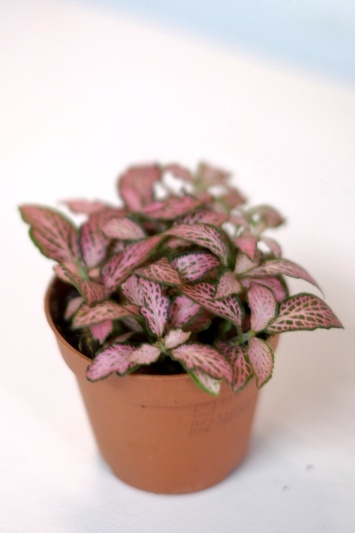 Fittonia Pink Tiger - Img 4