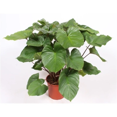 Homalomena Maggy
