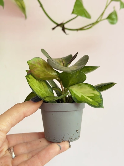Hoya Australis Lisa (baby) - Img 2