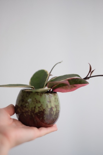 Hoya Carnosa Tricolor (babyplant) - Img 5