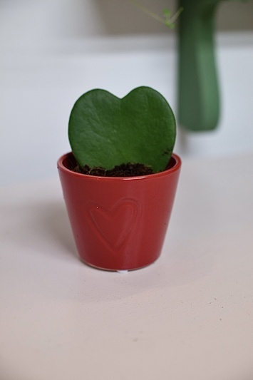 Hoya Kerrii - Img 2