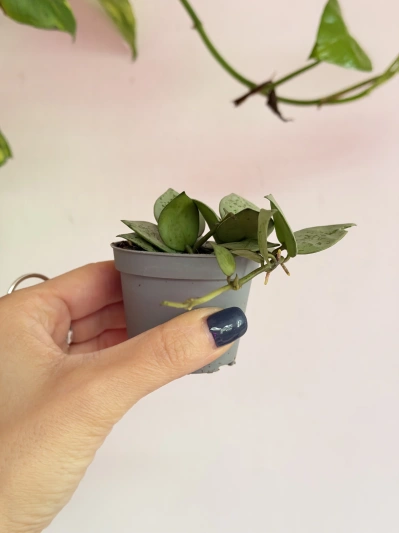 Hoya lacunosa Mint