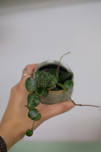 Hoya Mathilde Splash - Img 2