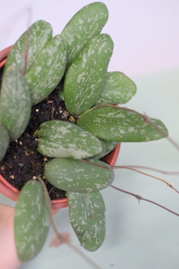 Hoya Sigillatis - Img 3