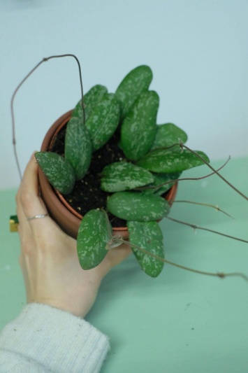 Hoya Sigillatis - Img 8