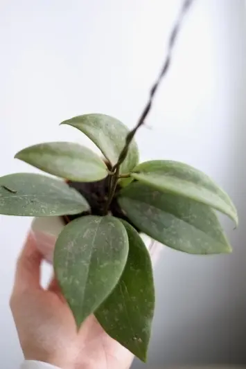 Hoya wibergiae