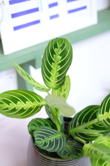 Maranta Lemon Lime - Img 2