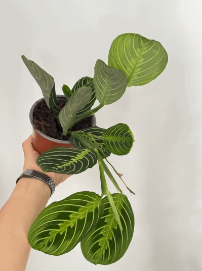 Maranta Lemon Lime - Img 4