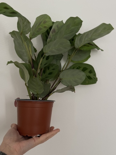 Maranta Leuconeura var. kerchoveana - Img 6