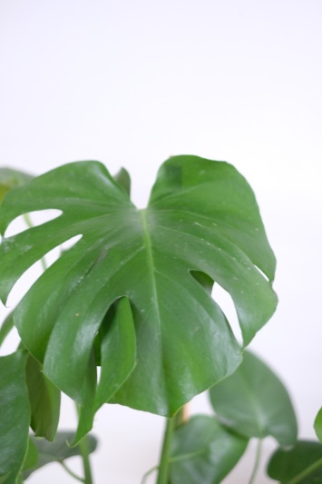 Monstera Deliciosa - Img 5