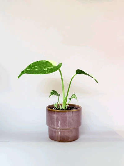 Monstera Thai Constellation (babyplant) - Img 3