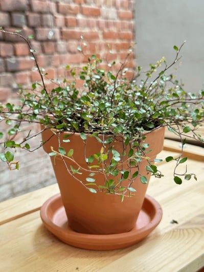 Muehlenbeckia complexa 'Golden Girl' - Img 2