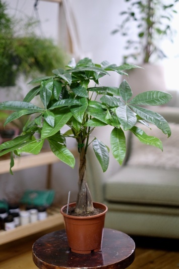 Pachira Aquatica - Img 6