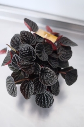 Peperomia Chocolat - Img 1