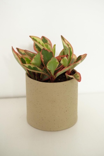 Peperomia Ginny - Img 2