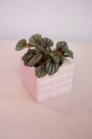 Peperomia Piccolo Banda - Img 5