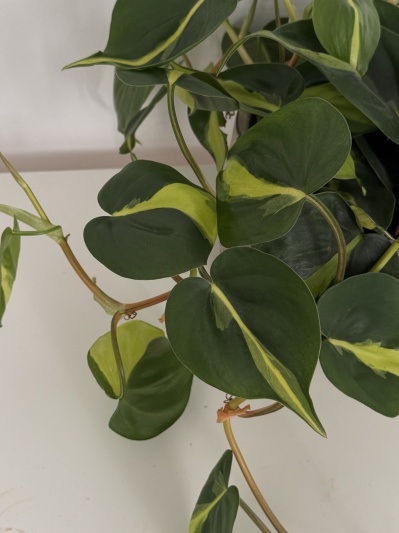 Philodendron Brasil - Img 3