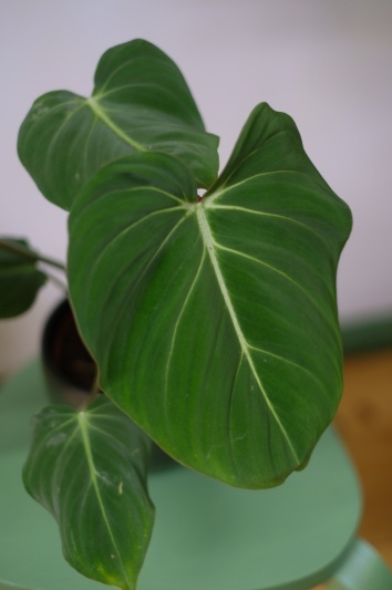 Philodendron Gloriosum - Img 5