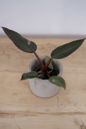 Philodendron Pink Princess - Img 4