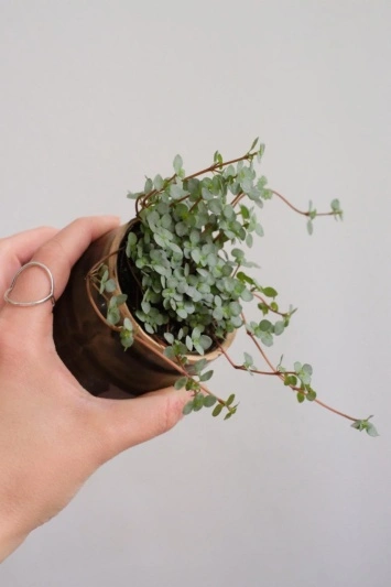 Pilea glaucophylla Greyzy - Img 2