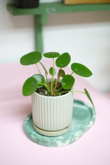 Pilea Peperomioides - baby plant - Img 5