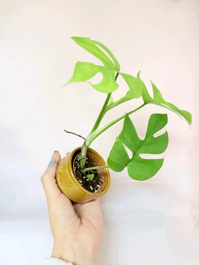 Rhaphidophora tetrasperma (babyplant) - Img 3