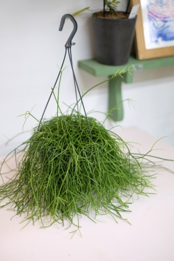 Rhipsalis baccifera Oasis - Img 2