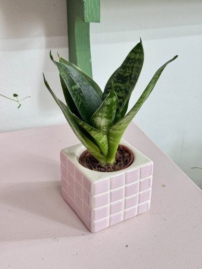 Sansevieria Hahnii Silver Star