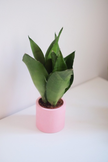 Sansevieria Moonshine - Img 5