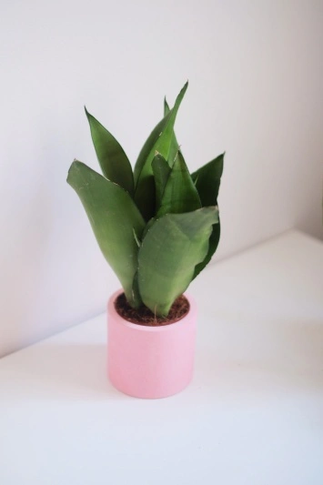 Sansevieria Moonshine - Img 5