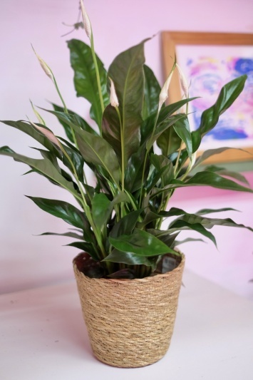 Spathiphyllum Sweet Curiosa - Img 3