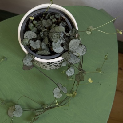 String of hearts (Ceropegia Woodii) - Img 4
