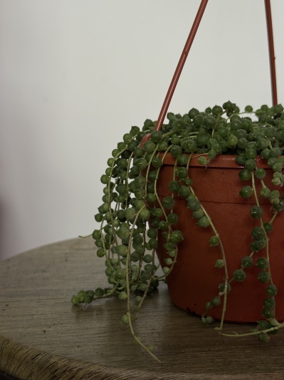 String of pearls (Senecio rowleyanus) - Img 4