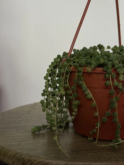 String of pearls (Senecio rowleyanus) - Img 4