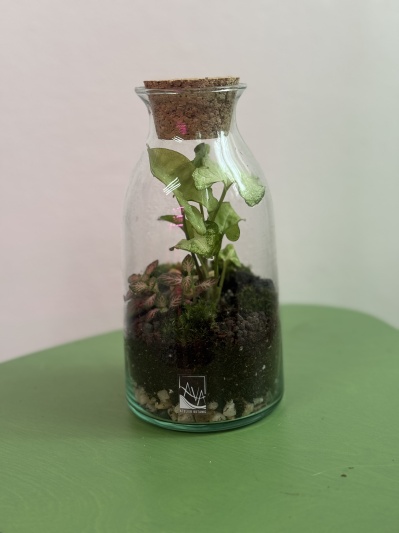 Terariu LAVA Atelier Botanic - Img 1