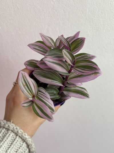 Tradescantia Nanouk - Img 1