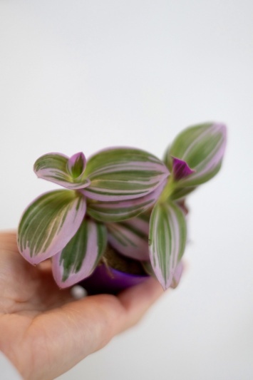 Tradescantia Nanouk - Img 4