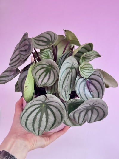 Watermelon Peperomia (Peperomia Argyreia) - Img 3
