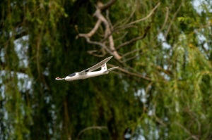 Aeromodel PTEROSAUR RTF, teljesen felszerelt, elektronikus stabilizátorral, 2,4 GHz (480 mm) - Img 6