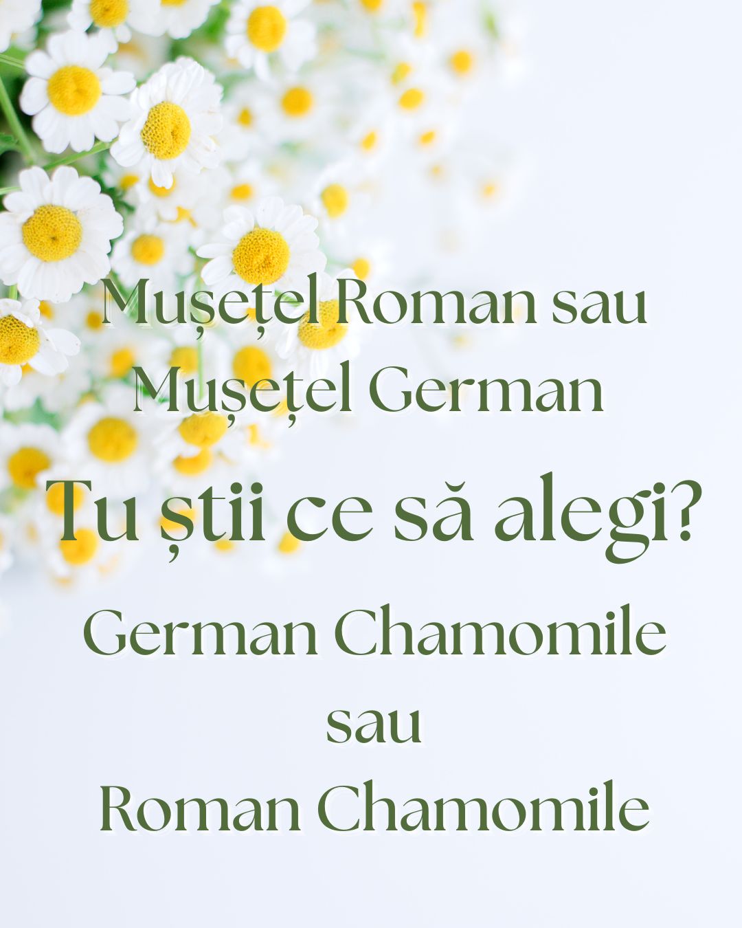 Chamomile Roman sau Chamomile German? Tu știi ce să alegi?