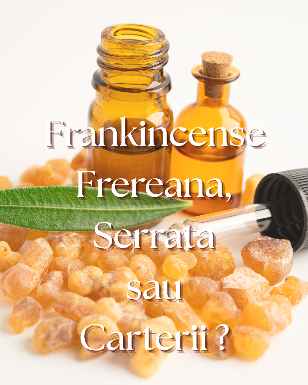 Frankincense Frereana, Serrata sau Carterii  de la Plant Therapy?