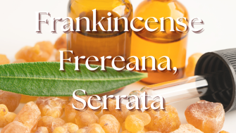Frankincense Frereana, Serrata sau Carterii  de la Plant Therapy?