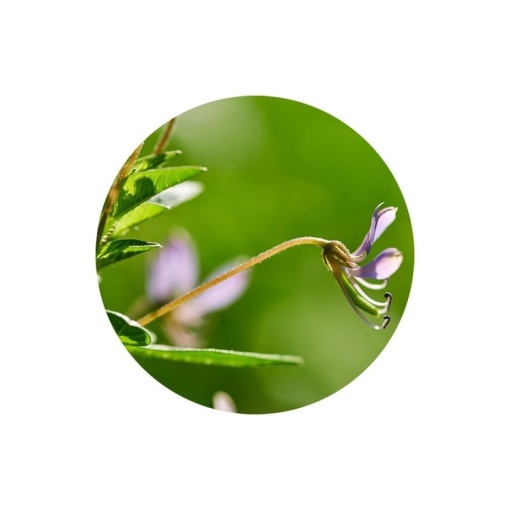 Calys chrono-detox active