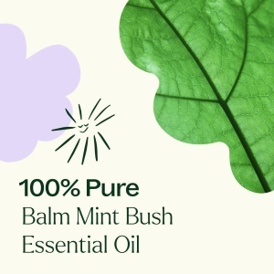Balm Mint Bush (Mentă Balsamică Australiană) - Img 6
